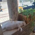 Thumbnail of http://VILA%20NIKOS%20-%20HANIOTI%20-%20GRCKA%20LETOVANJA%20-%20AQUA%20TRAVEL%20RS%20(1)