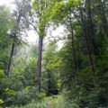 Thumbnail of http://Izlet%20Vlaška%20magija-%20AquaTravel.rs