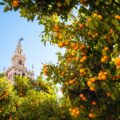 Thumbnail of http://Velika%20španska%20avantura%20kroz%20Andaluziju%20-%20AquaTravel.rs