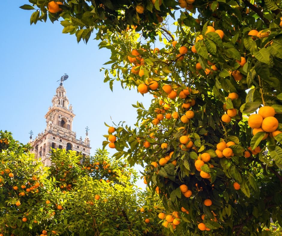 Velika španska avantura kroz Andaluziju - AquaTravel.rs